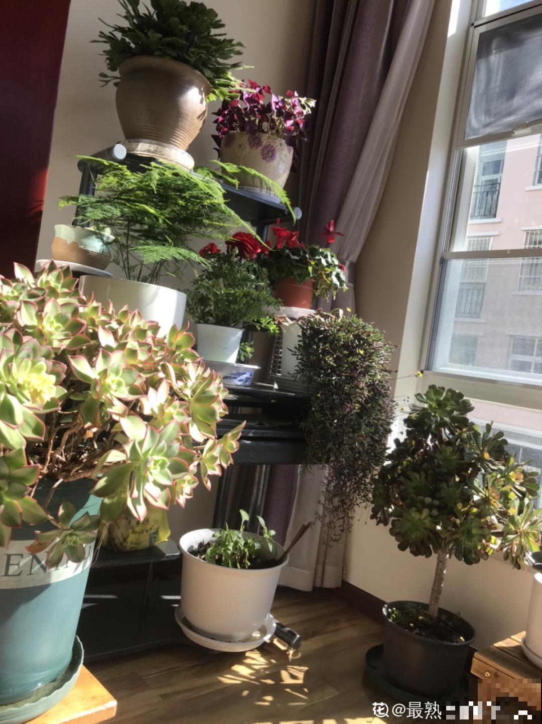 阳台虽小，种点花草，也能变成小花园