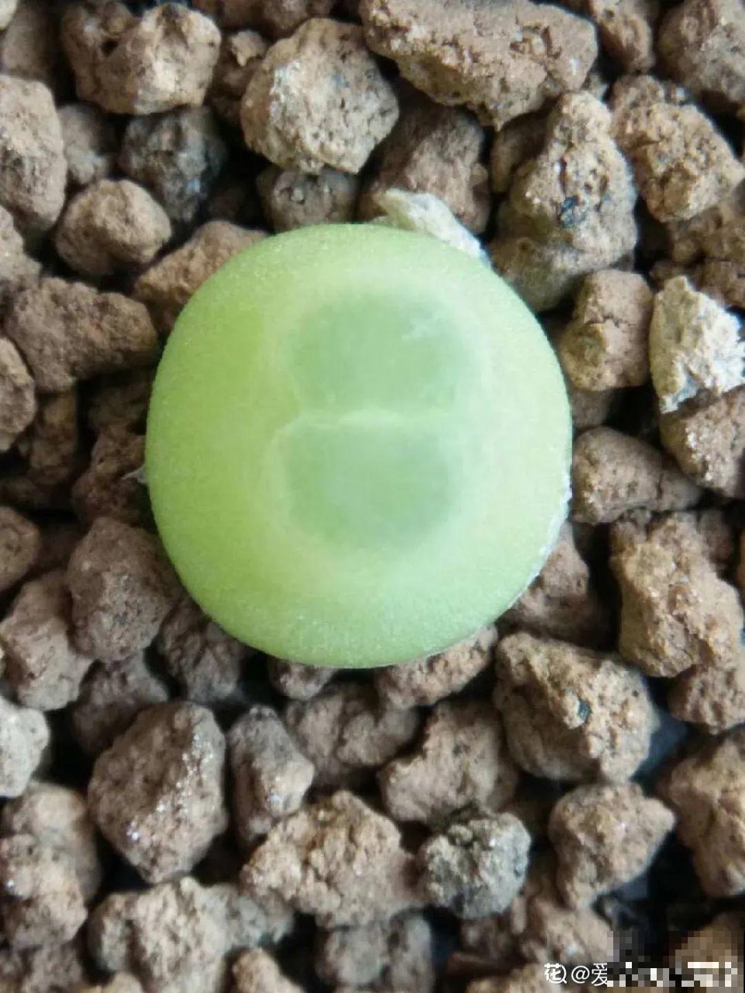 养多肉的人里，有一群“屁股花”爱好者，养的多肉超可爱