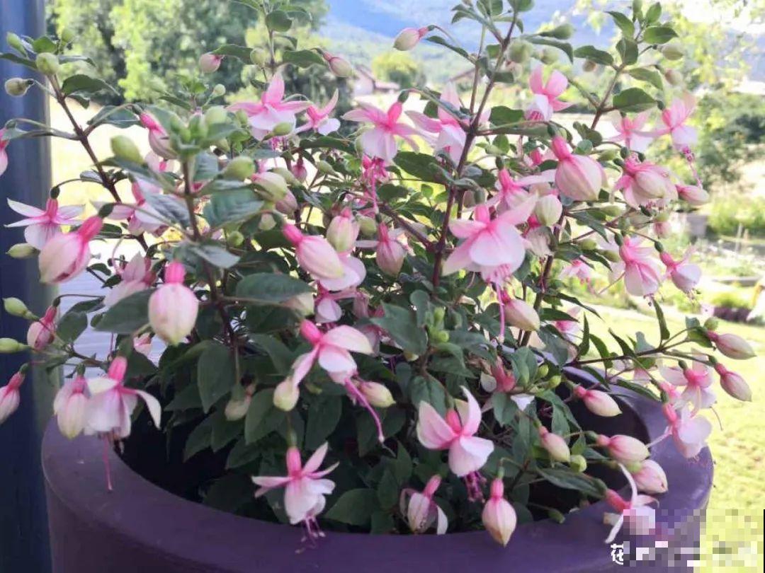 5月出门,收下这份百花图谱,啥花都能叫上名! 5月出门,收下这份百花图谱,啥花都能叫上名!