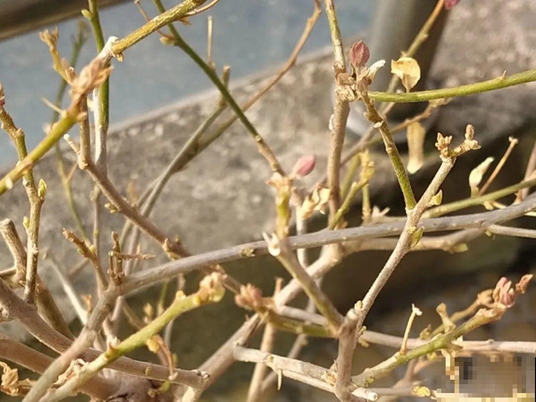 草本植物春剪,学着掐顶芽,呼呼冒出一大盆 草本植物春剪,学着掐顶芽,呼呼冒出一大盆