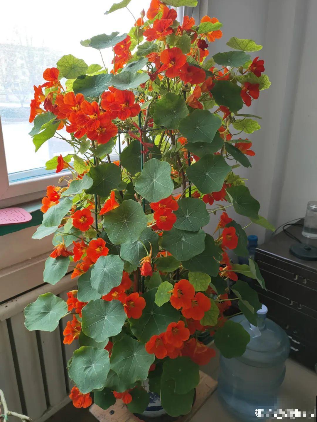 超好看的小野花，春天野外一大片，挖几棵回家还能泡茶