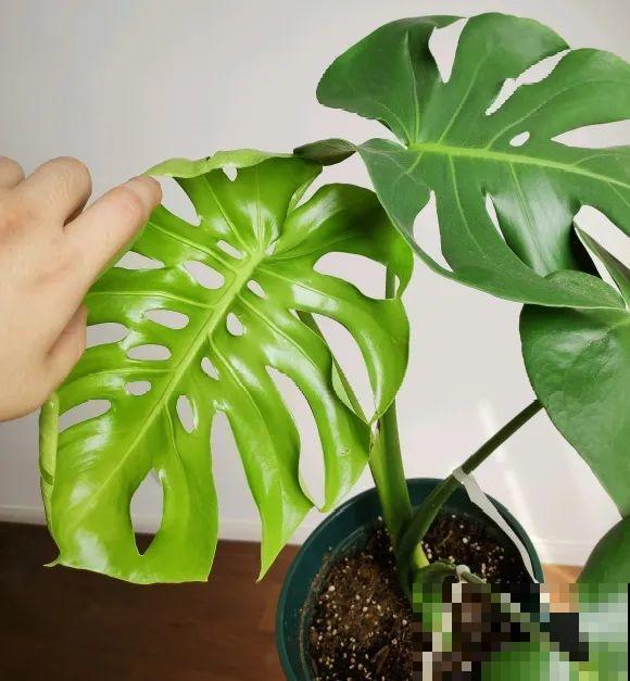 7种花要赶紧砍头,一头变多头,长得是真旺 7种花要赶紧砍头,一头变多头,长得是真旺