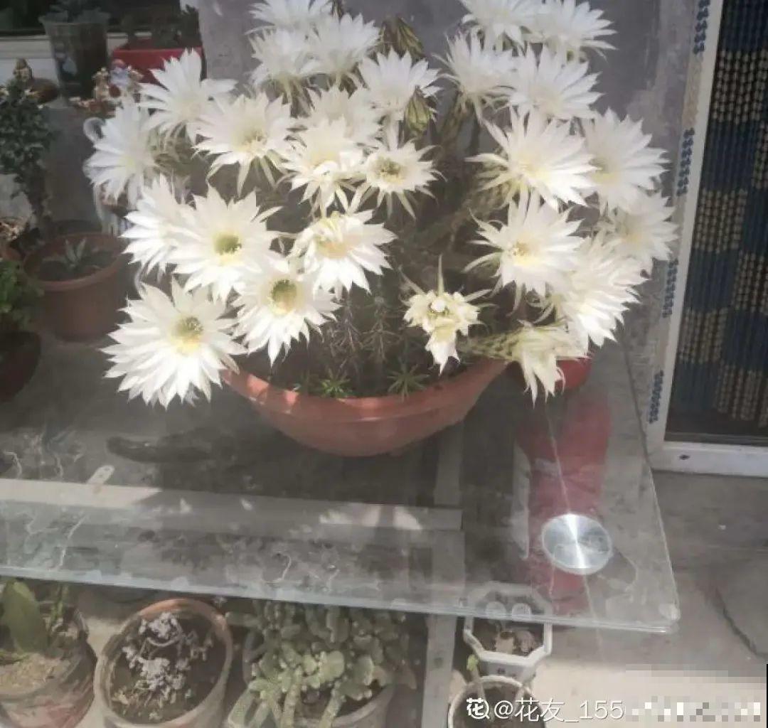 虐着养的花，剪成秃子，半月不浇水，呼呼开花