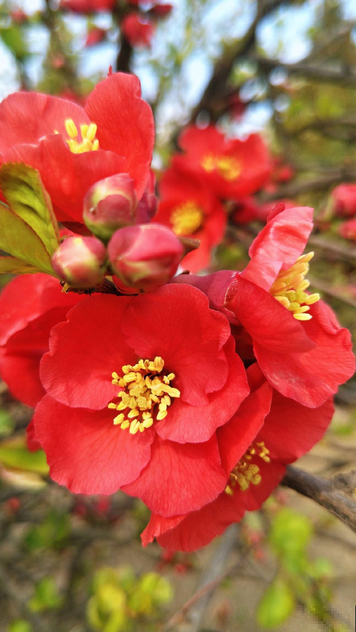 特耐旱的花,适合夏天养,不用浇水就很省事! 特耐旱的花,适合夏天养,不用浇水就很省事!