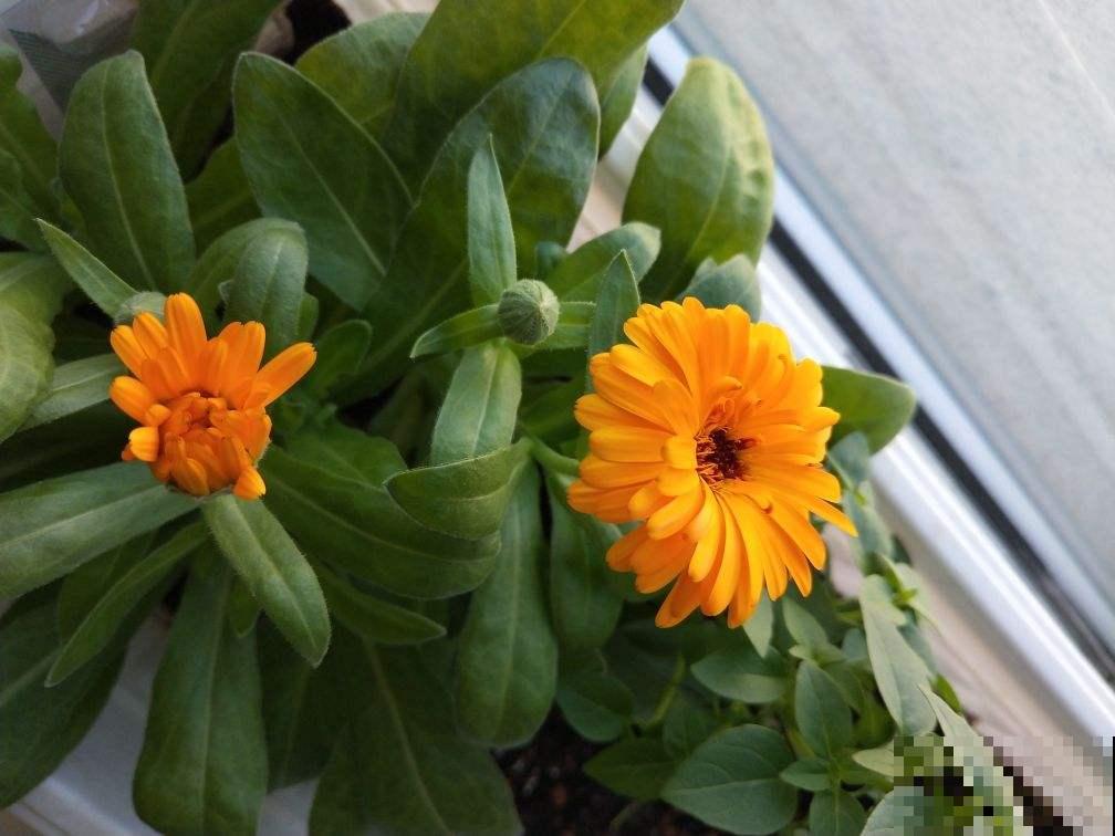 强阳性植物不能少了光,不然难开花,还特难活 强阳性植物不能少了光,不然难开花,还特难活