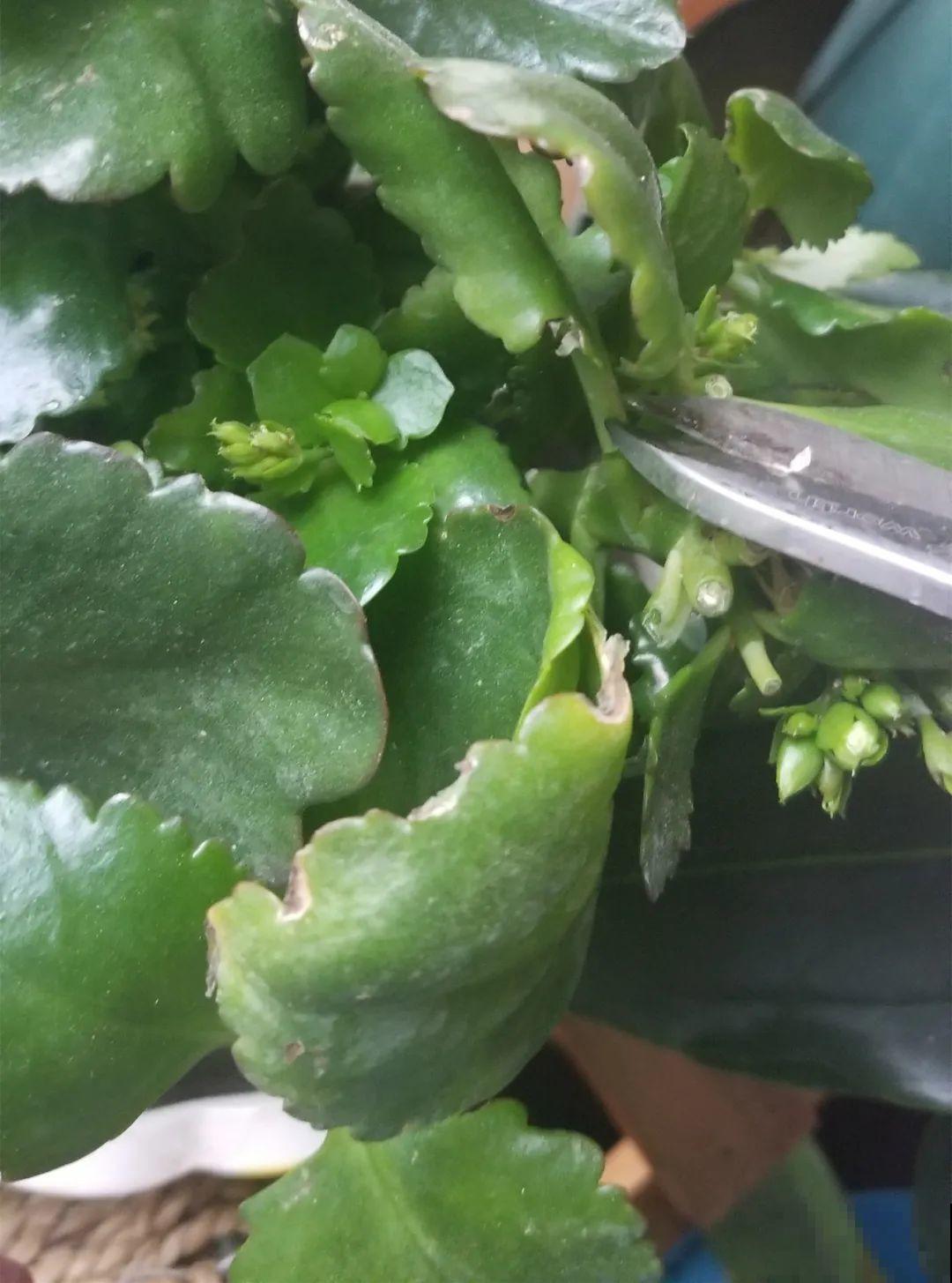 三角梅长不好?赶紧给它摘叶子,摘得越干净,长得越好 三角梅长不好?赶紧给它摘叶子,摘得越干净,长得越好