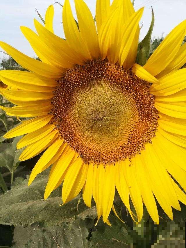 超喜欢太阳的向日葵，春天播种最合适，3天就长叶