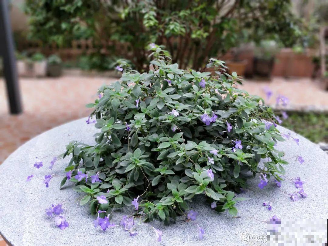 28种耐阴花，没光也能开爆盆，养在家里超有范儿