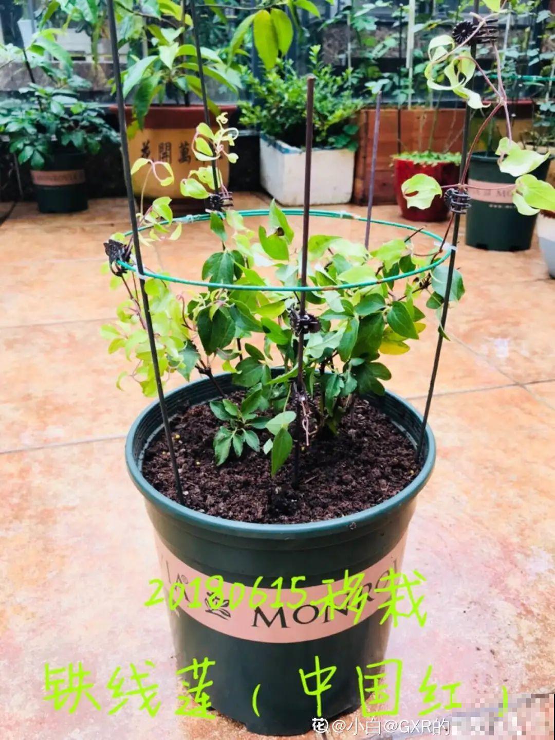 养多肉不用买花盆,只需一些水泥,自己就能DIY做花盆 养多肉不用买花盆,只需一些水泥,自己就能DIY做花盆