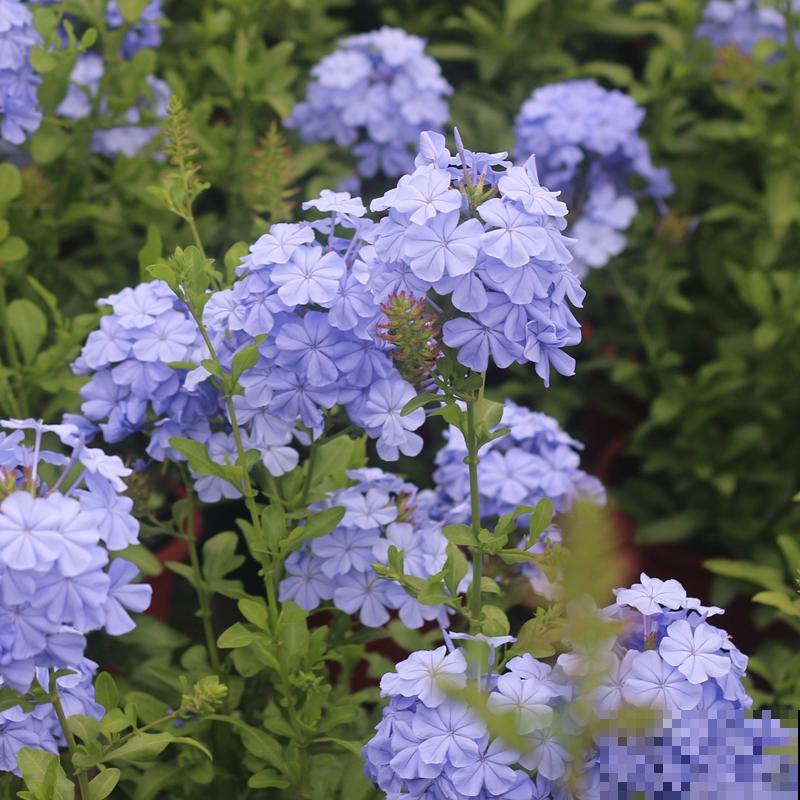 家里养的2种花,一年四季不招虫,干净好养开花多 家里养的2种花,一年四季不招虫,干净好养开花多