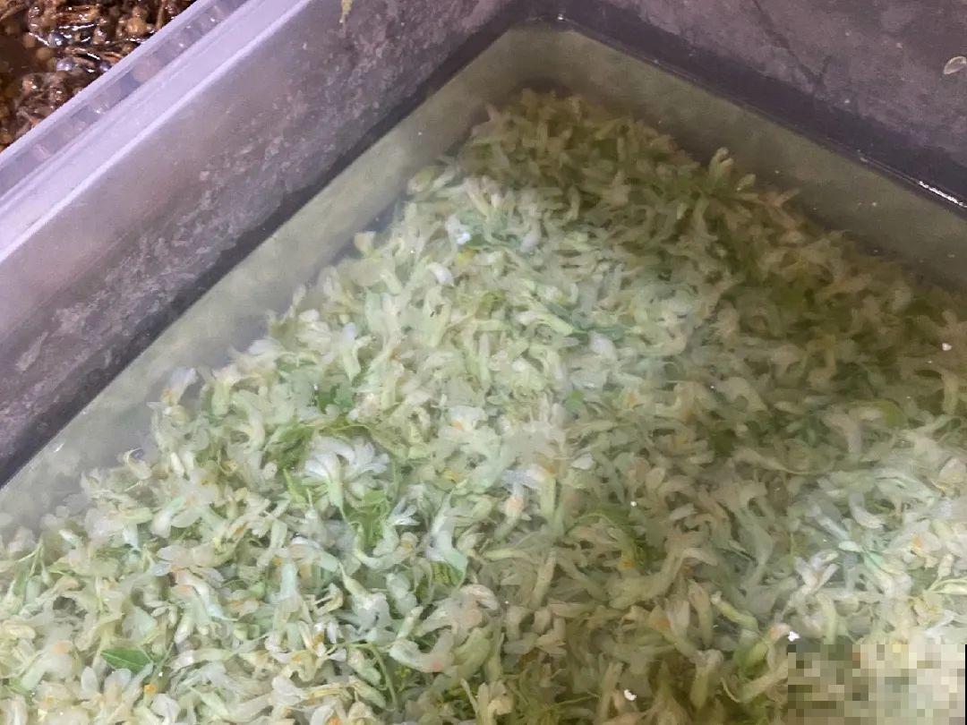 香飘飘的花,吃一口满嘴花香,再不吃就没了 香飘飘的花,吃一口满嘴花香,再不吃就没了