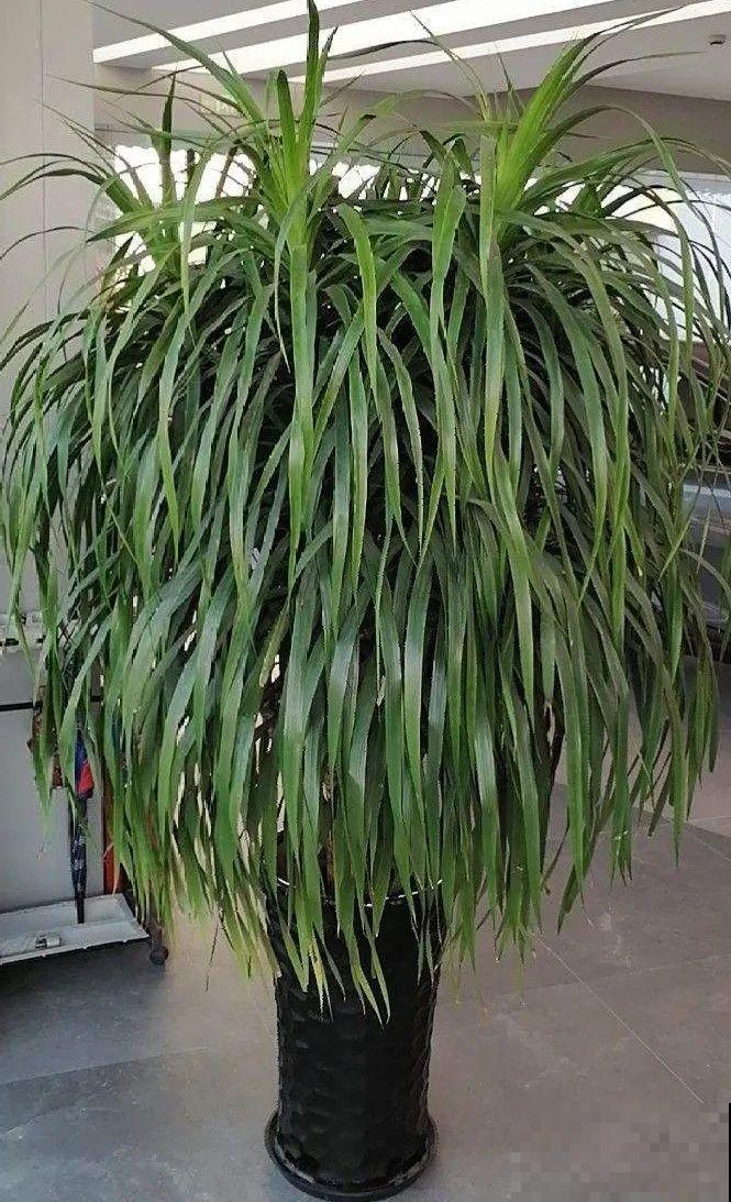 家里养棵“丑八怪”，霸气镇宅，越养越爱