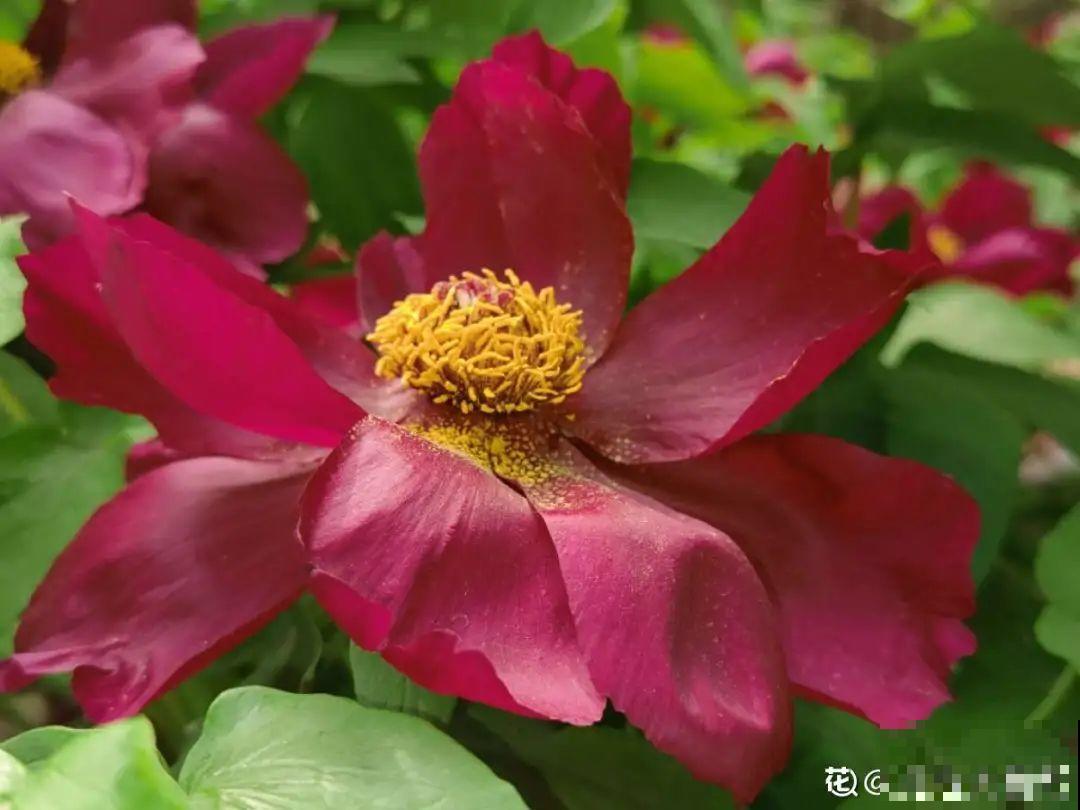 花开完了，别急着扔，好好养还能活几十年