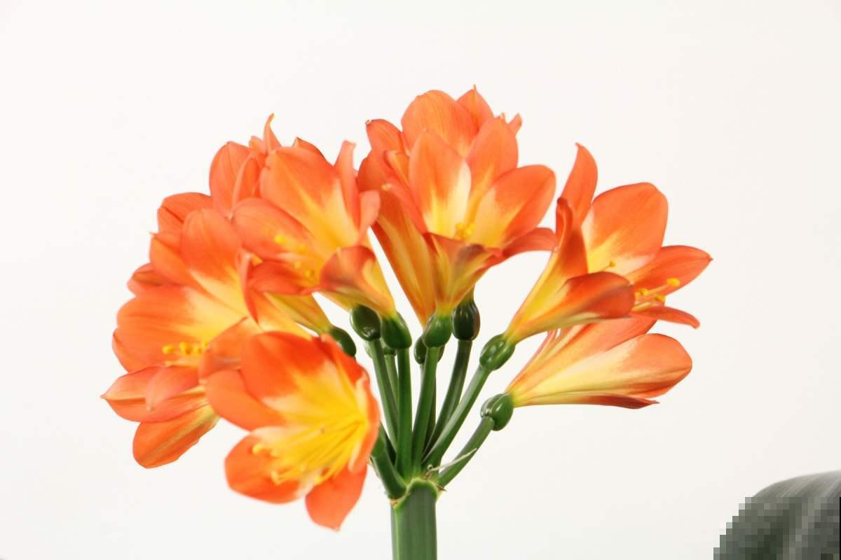 春天正是播种季，君子兰枝头结红果，种土里长出小嫩苗！