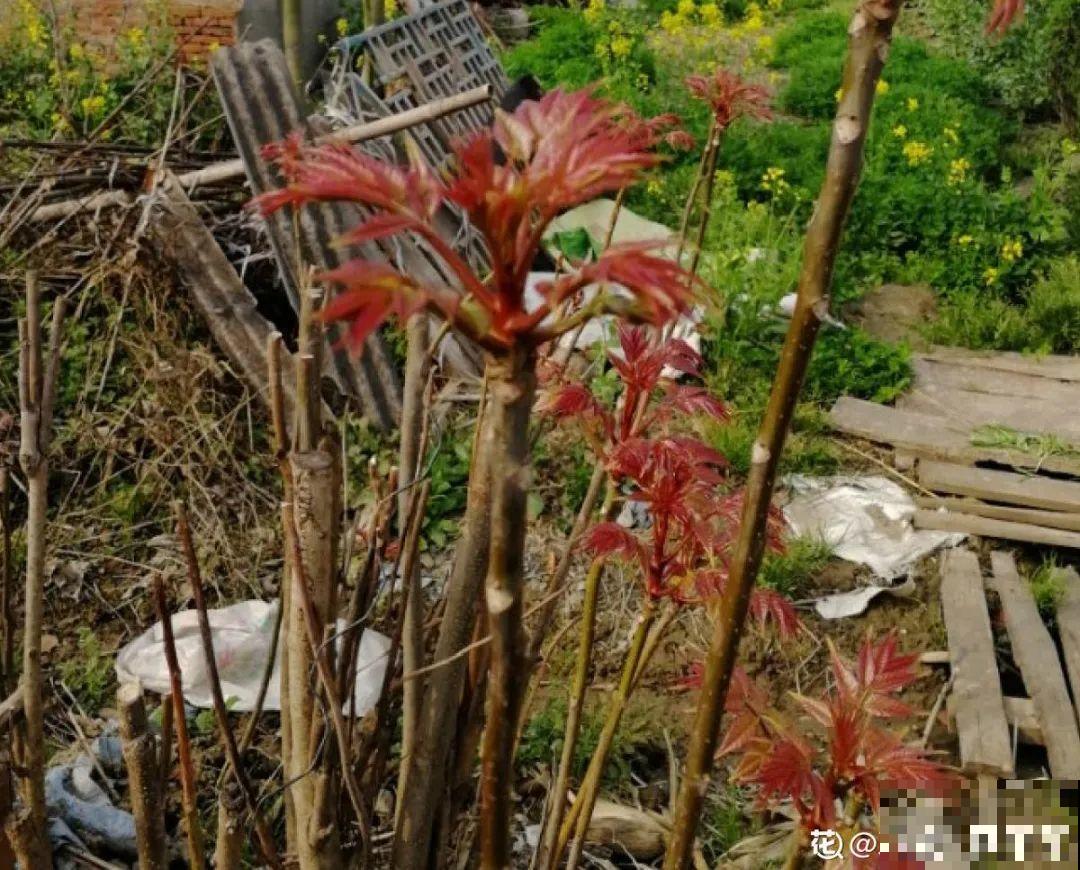 春天的野菜大全,小心辨认,千万别挖错了 春天的野菜大全,小心辨认,千万别挖错了