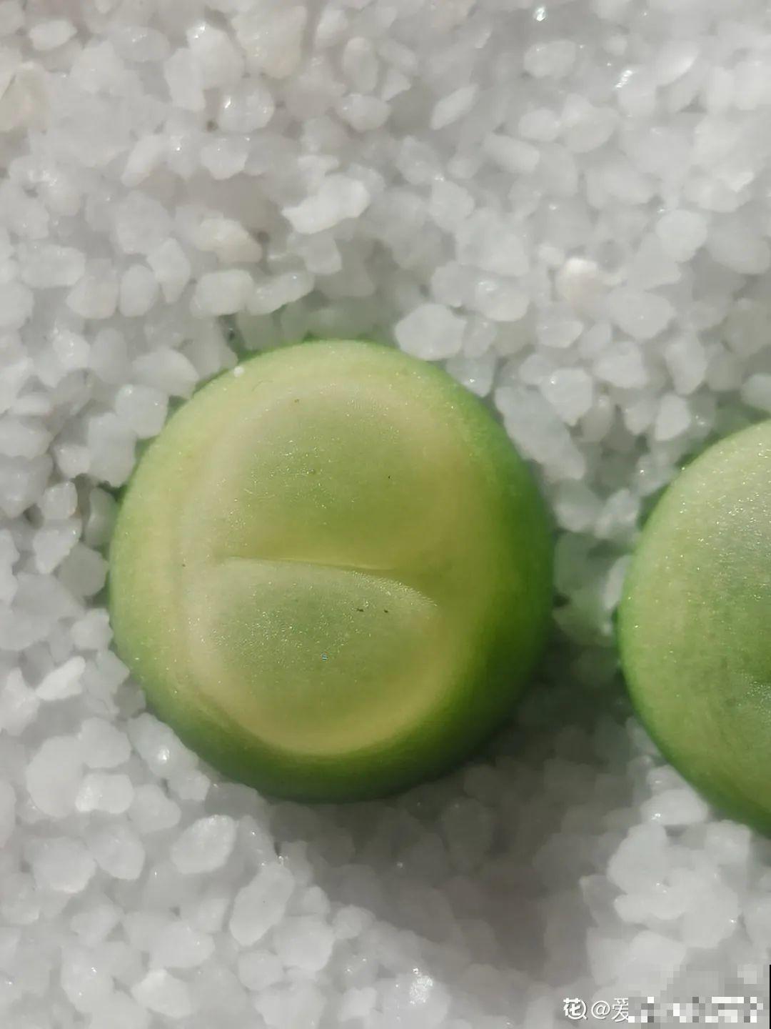 养多肉的人里，有一群“屁股花”爱好者，养的多肉超可爱