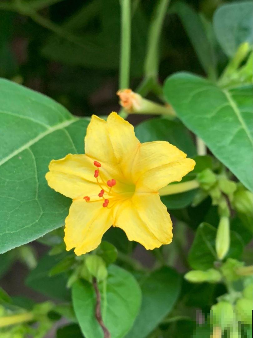 夏天养花不好养,那是你没见过这4种,一碰土就能活! 夏天养花不好养,那是你没见过这4种,一碰土就能活!