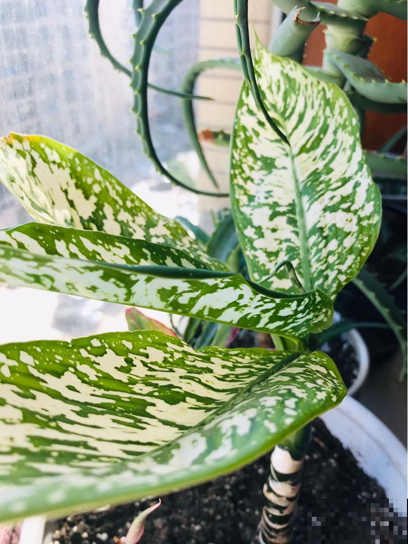 4种花叶子超美，还特别耐阴，看起来特像油画