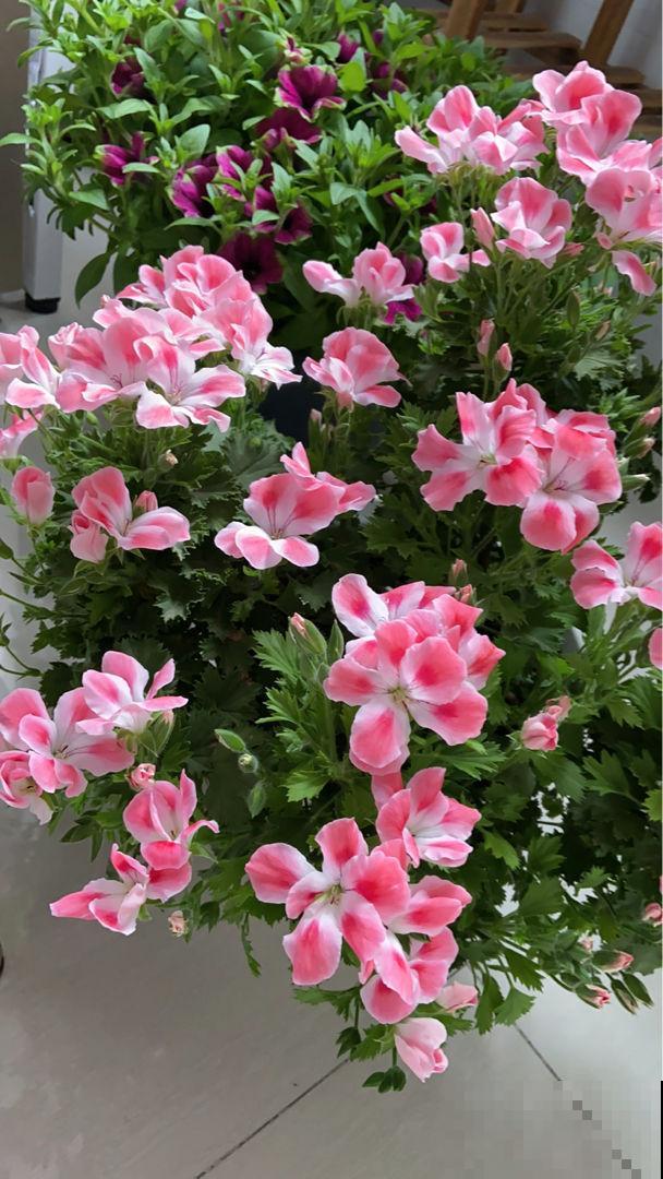 4种花一旦入了品种坑,钱包一天比一天薄,根本出不了坑 4种花一旦入了品种坑,钱包一天比一天薄,根本出不了坑