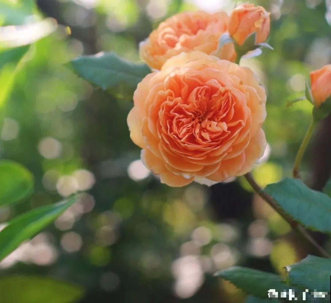 50种月季，各有各的美，哪一种是你的“菜”？