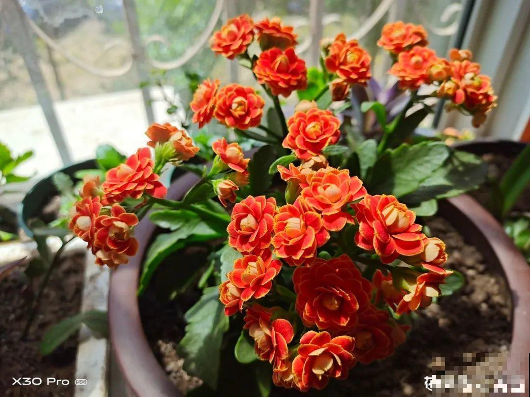 天热了，20种花最怕浇水，浇得越多，死得越快！