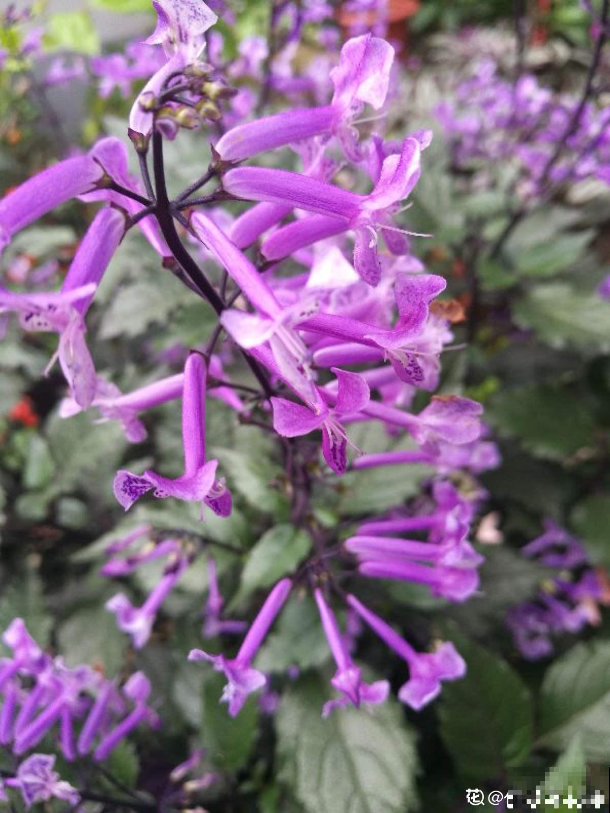 薰衣草中的“艺术品”,名叫莫奈薰衣草,皮实好养开花多 薰衣草中的“艺术品”,名叫莫奈薰衣草,皮实好养开花多