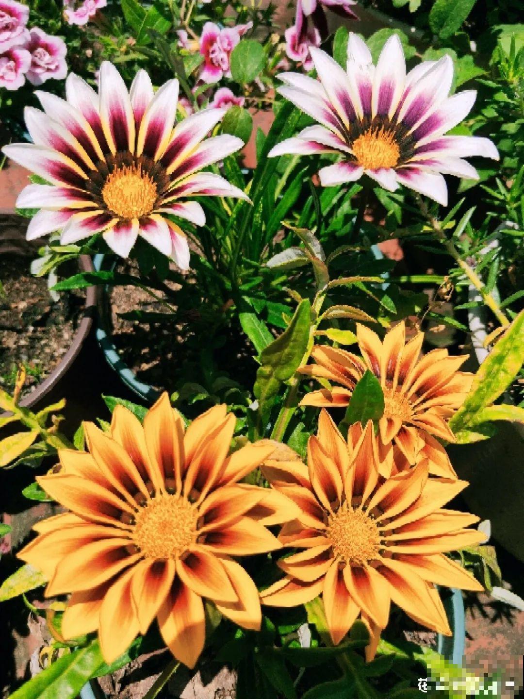 8种花一开就泛滥,个个爆成大花球,一年能开4、5次! 8种花一开就泛滥,个个爆成大花球,一年能开4、5次!