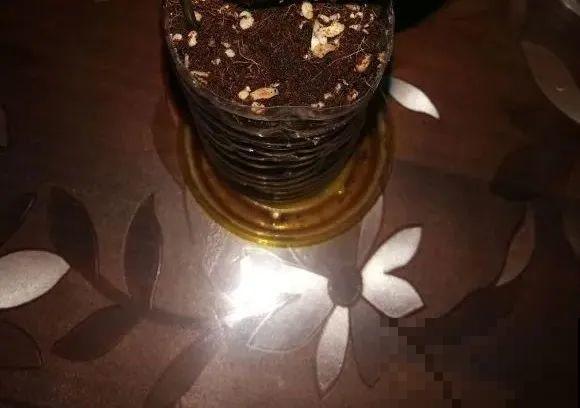 12种花真是太能生，叶子沾土就生根，实在太好活