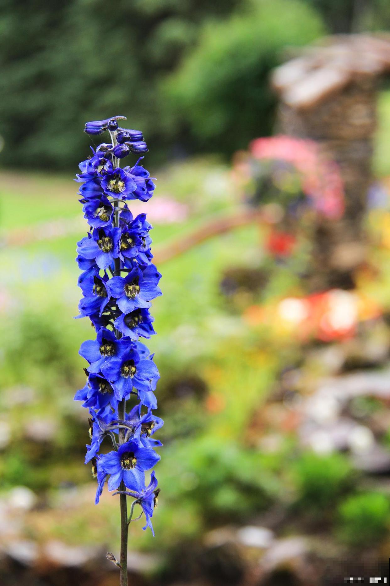 如果我有院子，一定种这3种花，天天有花赏！
