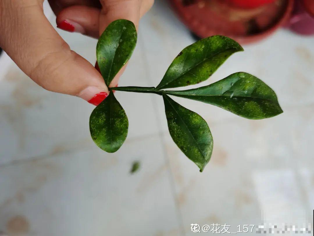 三角梅长不好?赶紧给它摘叶子,摘得越干净,长得越好 三角梅长不好?赶紧给它摘叶子,摘得越干净,长得越好