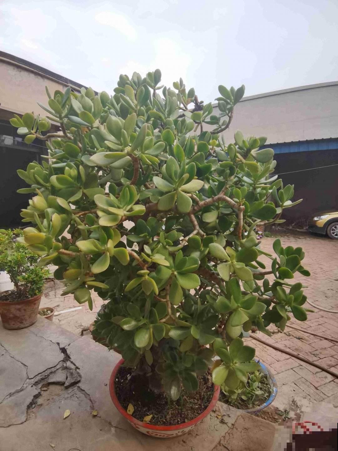 玉树开花真是“好兆头”,吉祥如意还镇宅,记住养护要点最重要 玉树开花真是“好兆头”,吉祥如意还镇宅,记住养护要点最重要