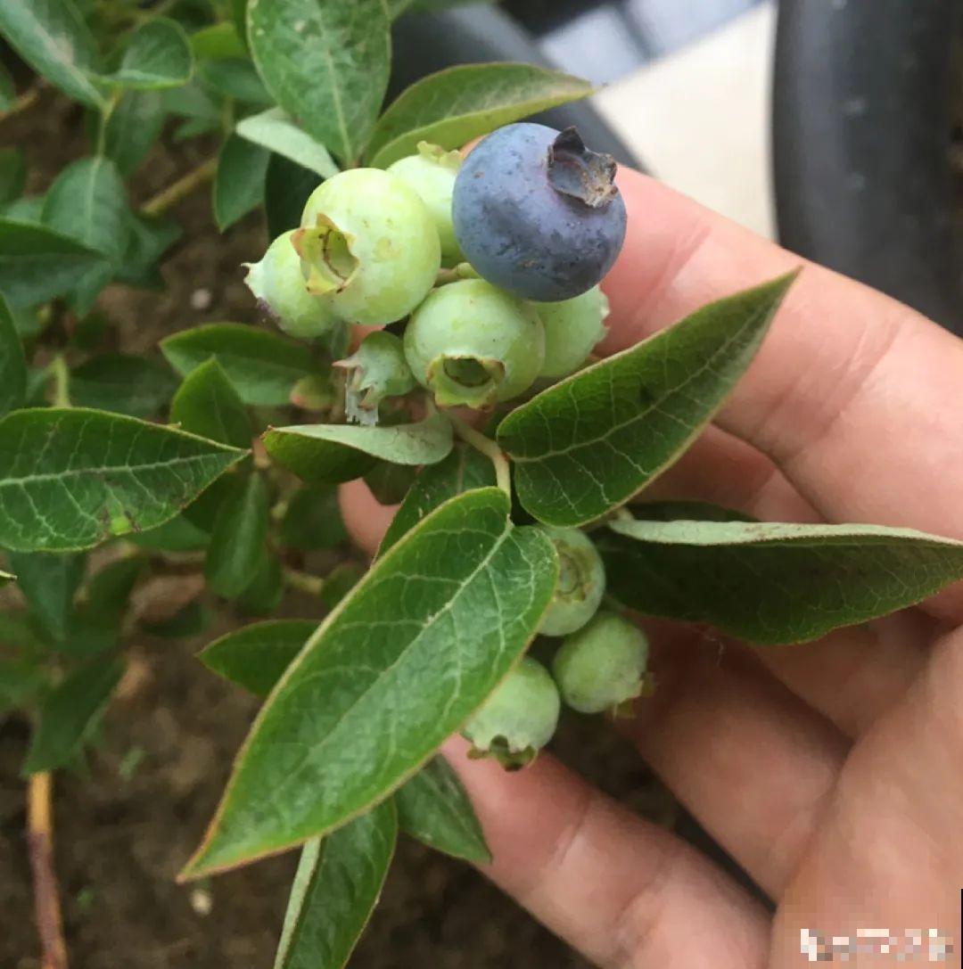 花盆里养棵果树,满枝条都是果子,看着就喜庆 花盆里养棵果树,满枝条都是果子,看着就喜庆