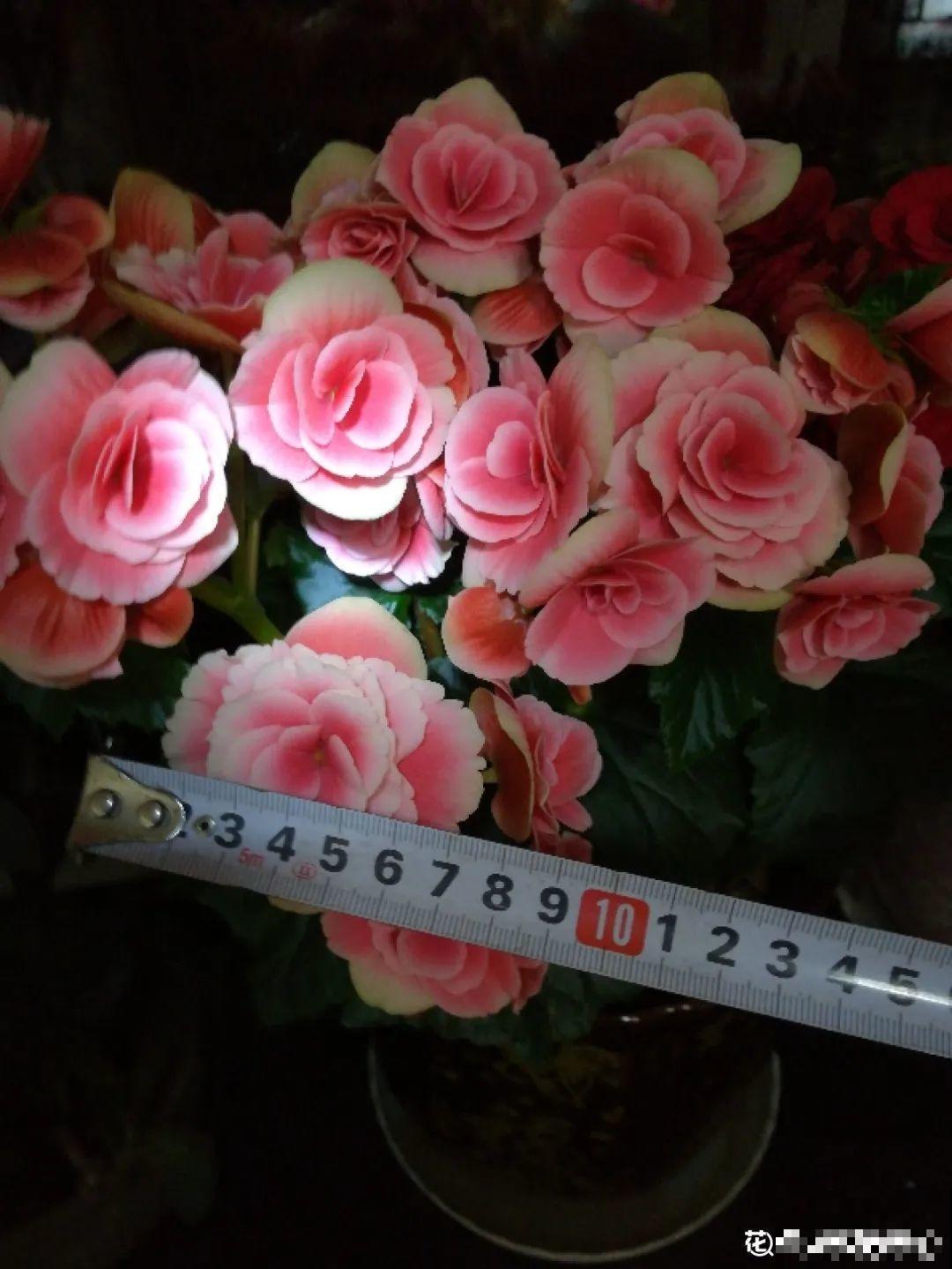 难度夏的8种花，赶紧扦插备份，再晚只剩盆了