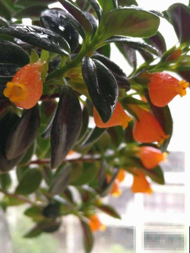 普货植物养好了，也能养爆盆，可以选择这3种