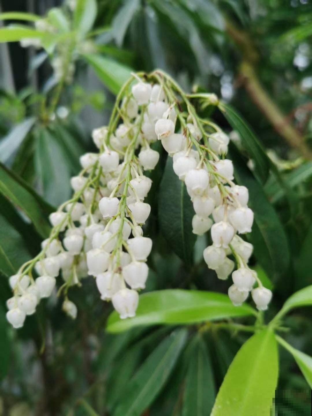 一种花名叫“马醉木”，开花是一串“银珍珠”，颜值特高