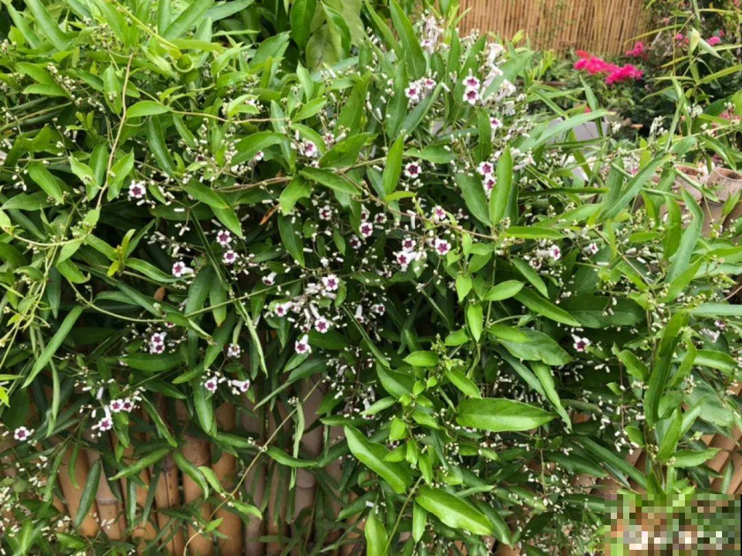 屋里种一棵爬藤花，夏天开花超旺，越热开花越多