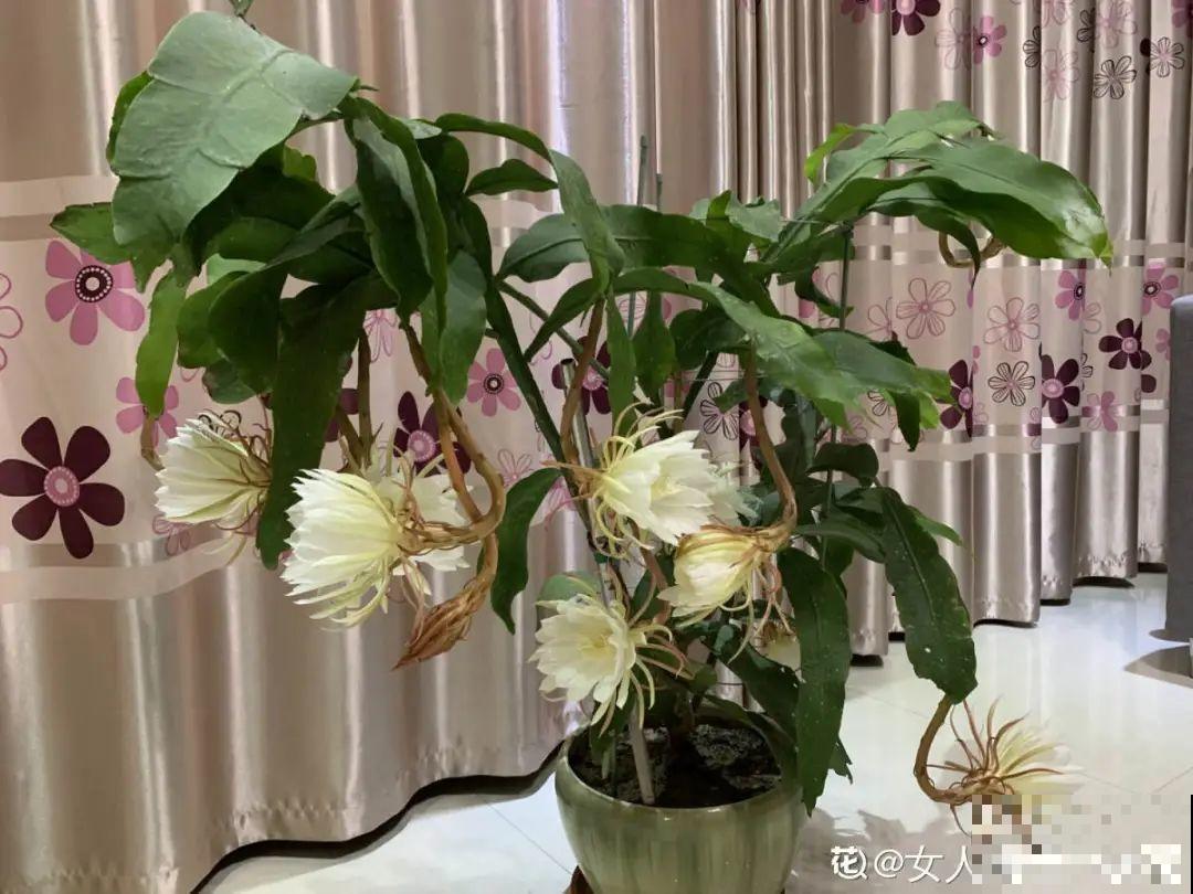 公认的难养花，买一盆死一盆，原来是被动了手脚…