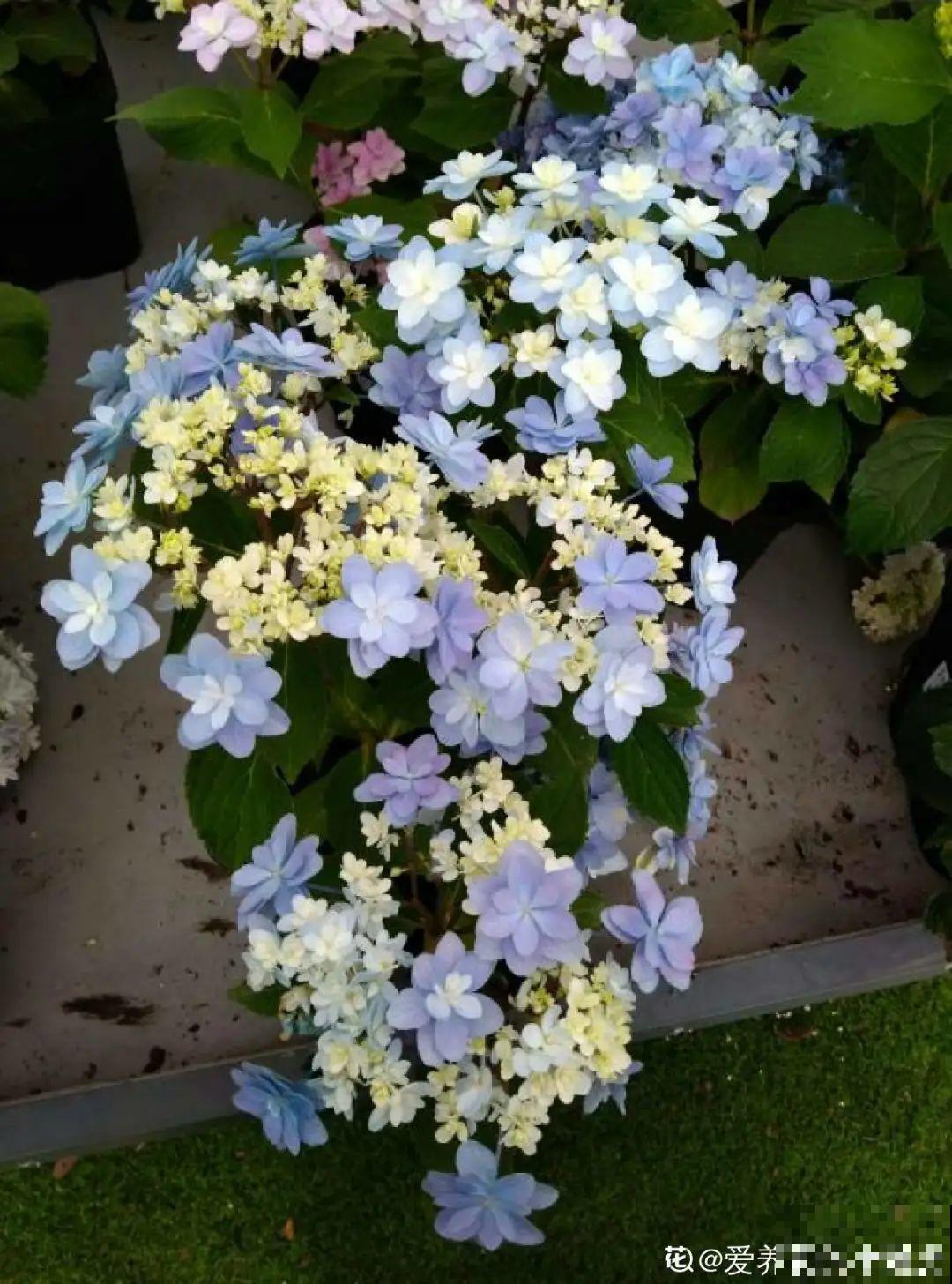 2021流行的花，仙女气质真漂亮，看完就想养