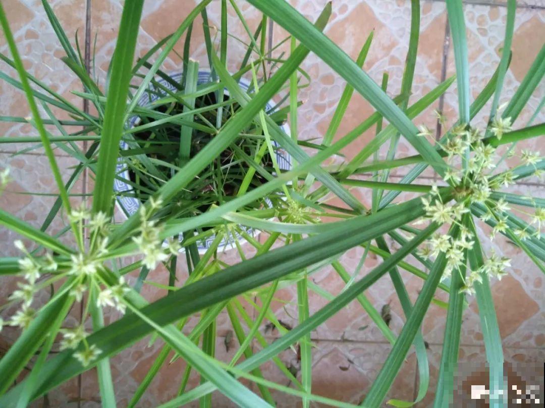10种花夏天喝水多,多浇水,很快爆满一大缸 10种花夏天喝水多,多浇水,很快爆满一大缸