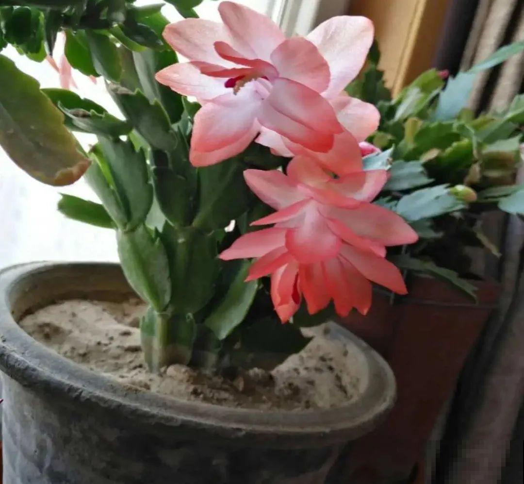 天热了,8种花要休眠,要少浇水 天热了,8种花要休眠,要少浇水