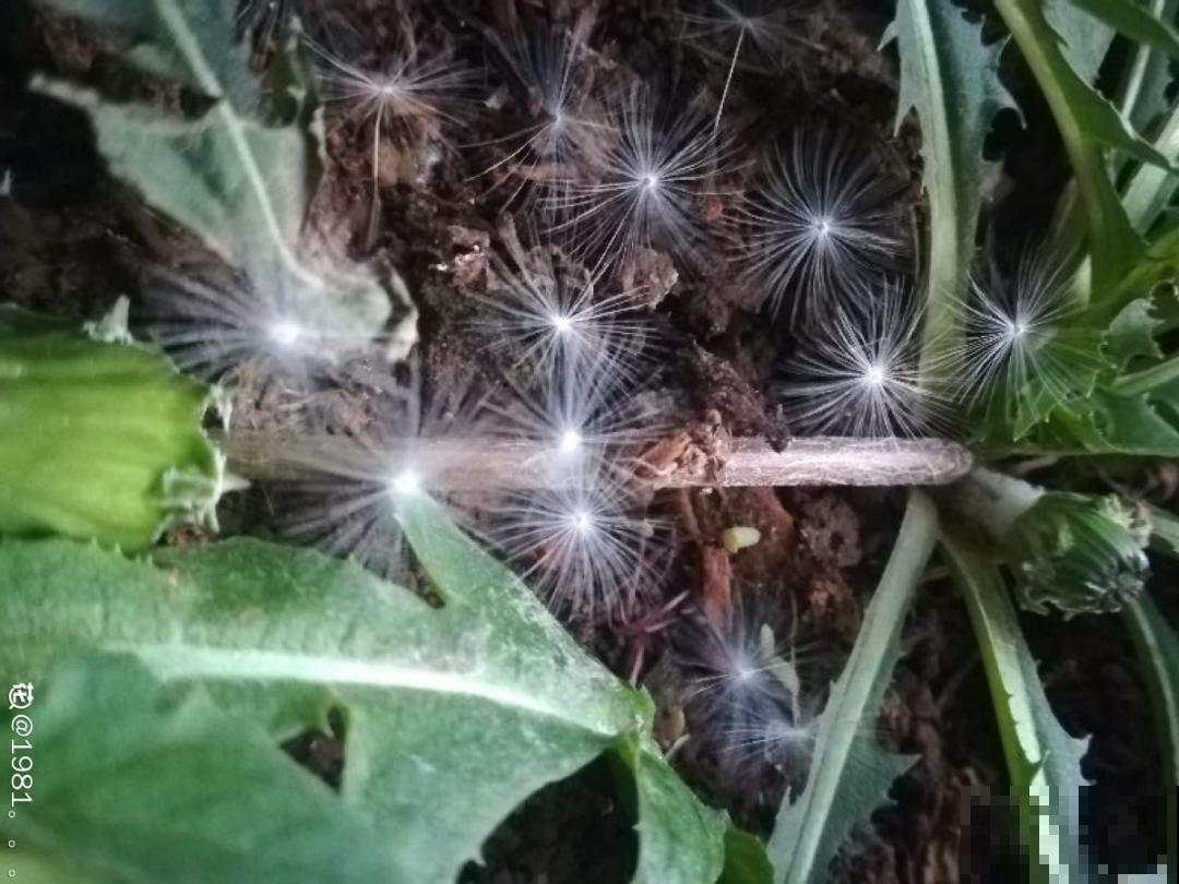 超好看的小野花，春天野外一大片，挖几棵回家还能泡茶