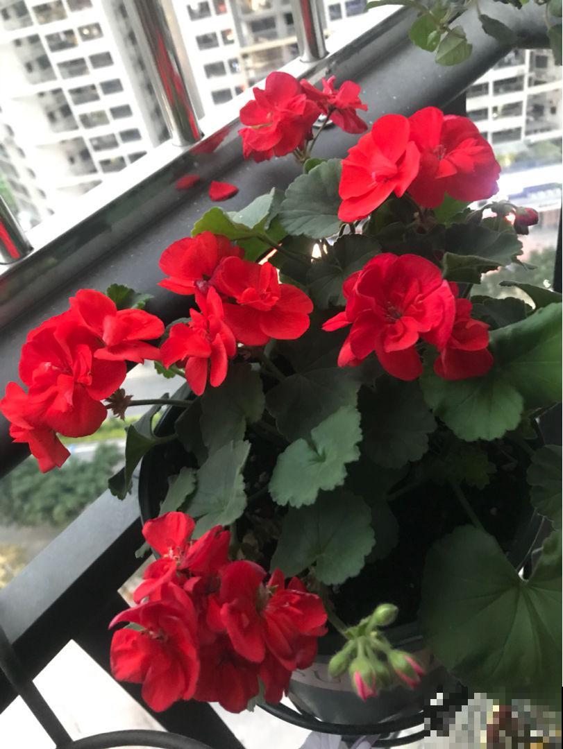 家里养的2种花,一年四季不招虫,干净好养开花多 家里养的2种花,一年四季不招虫,干净好养开花多