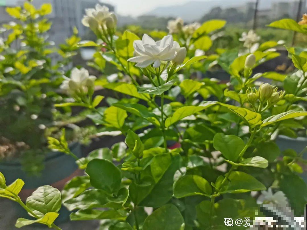 37摄氏度的院子，养这5种花，耐热耐晒开花多