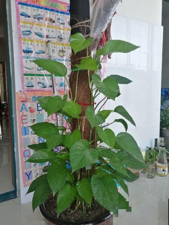 养在家里的大型绿植,盆盆都能长到一米二,气质优雅独特 养在家里的大型绿植,盆盆都能长到一米二,气质优雅独特