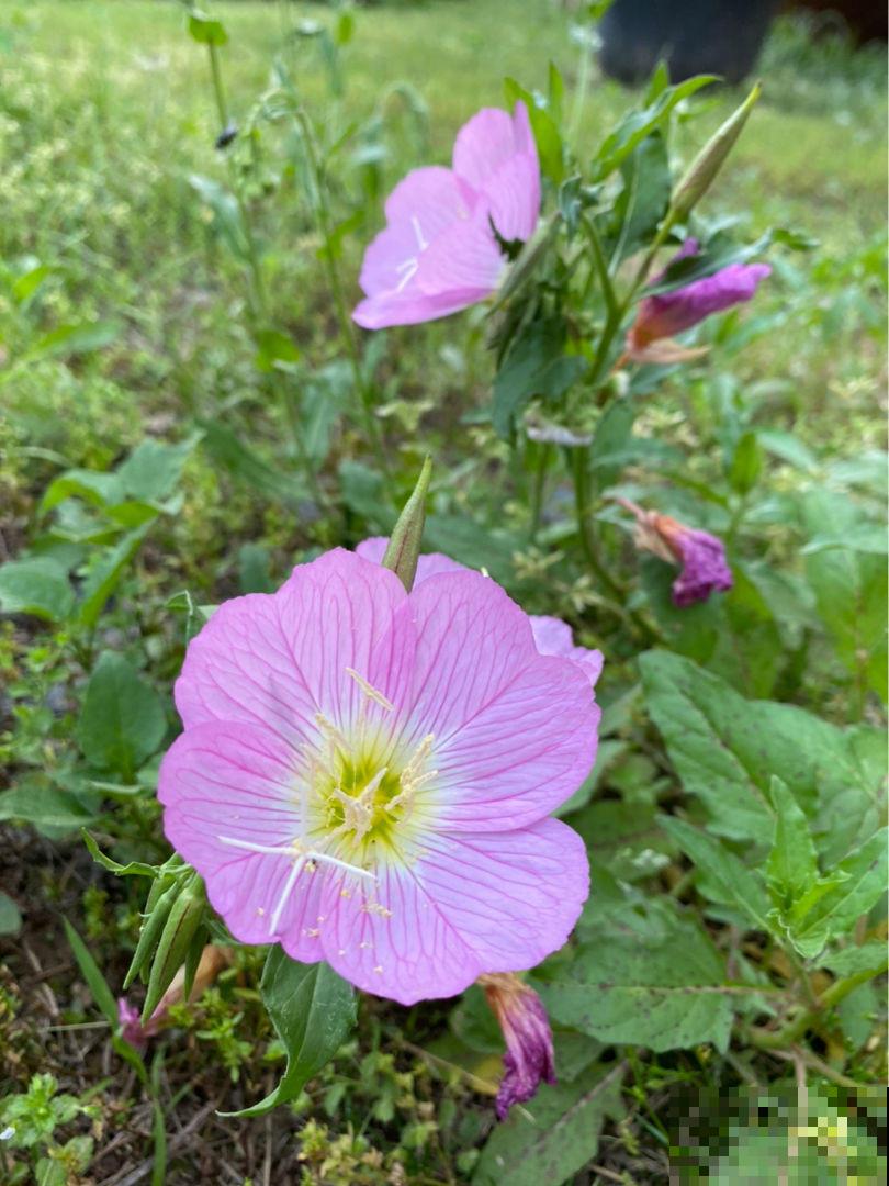 夏天养花不好养,那是你没见过这4种,一碰土就能活! 夏天养花不好养,那是你没见过这4种,一碰土就能活!