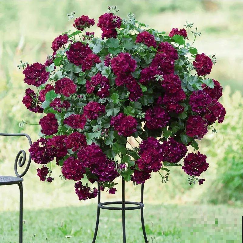 垂吊天竺葵,1年能开上百天,好养不占地儿 垂吊天竺葵,1年能开上百天,好养不占地儿