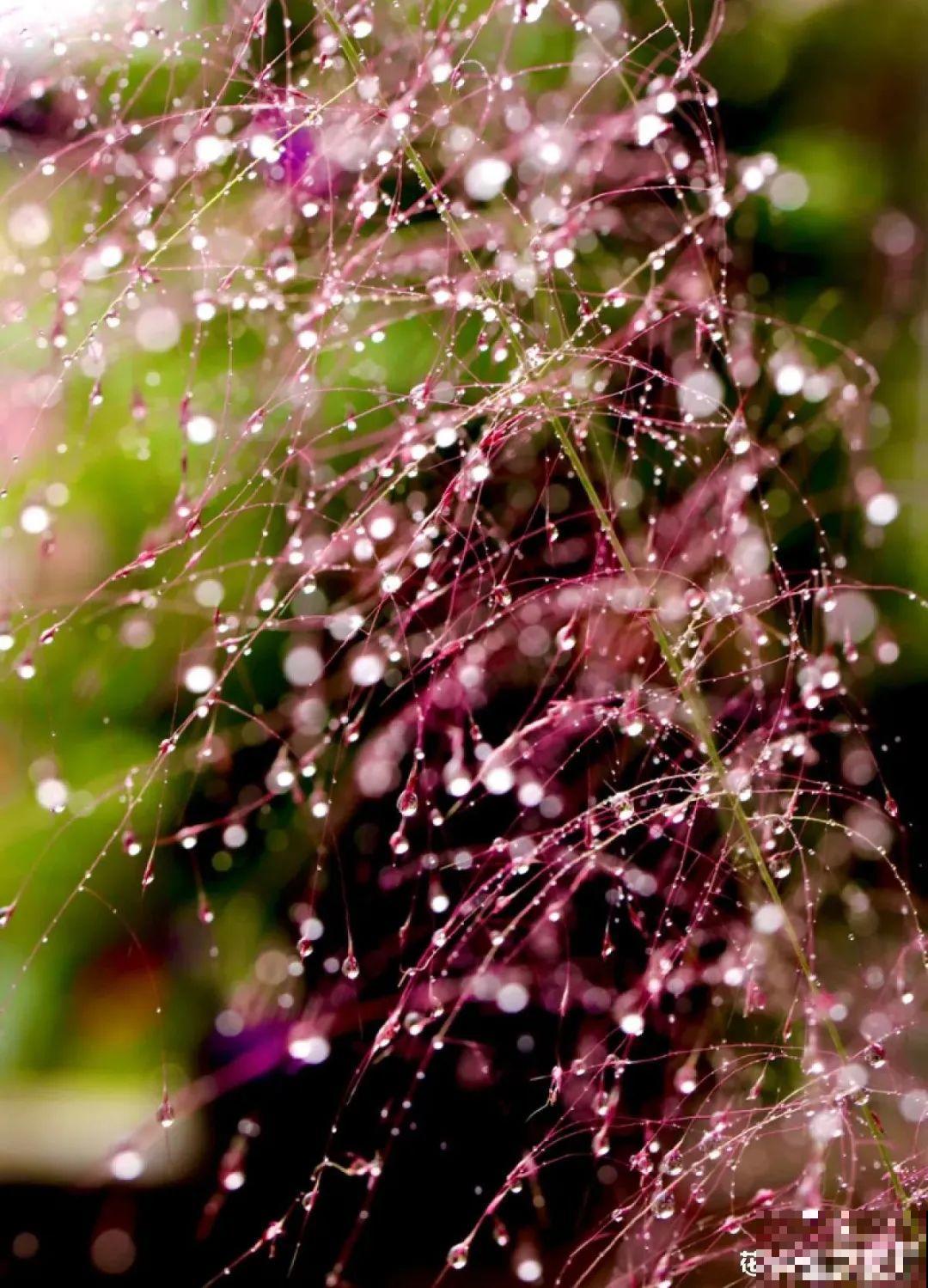 春天来了，有个院子养点花，简直太幸福