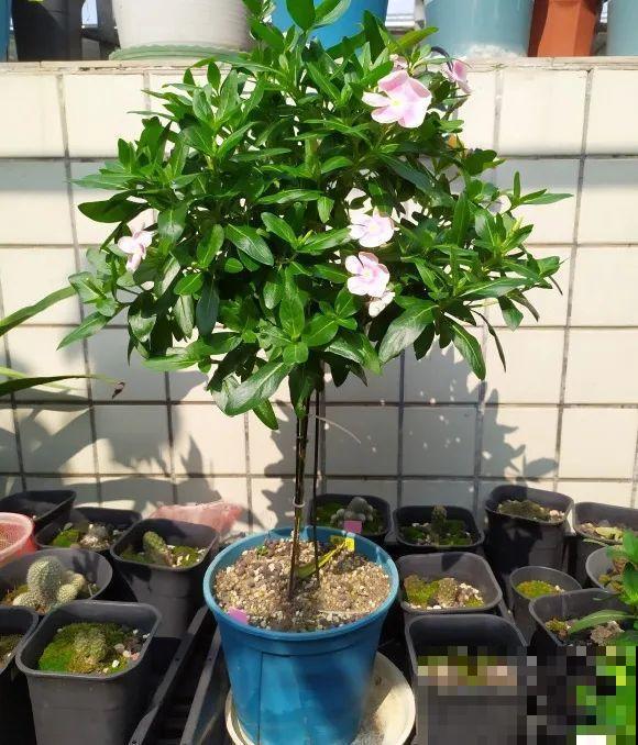 5年的马齿苋，长成“一棵小树”，真头一回见