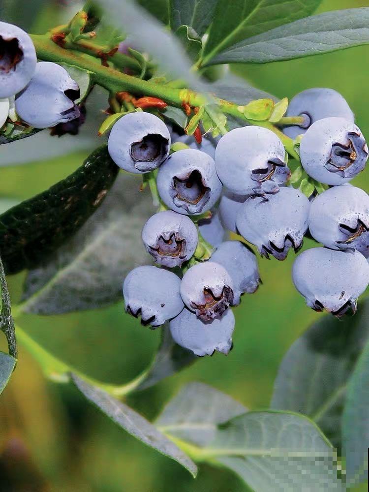 蓝莓自己在家也能种，果子结的一串串，营养价值特高