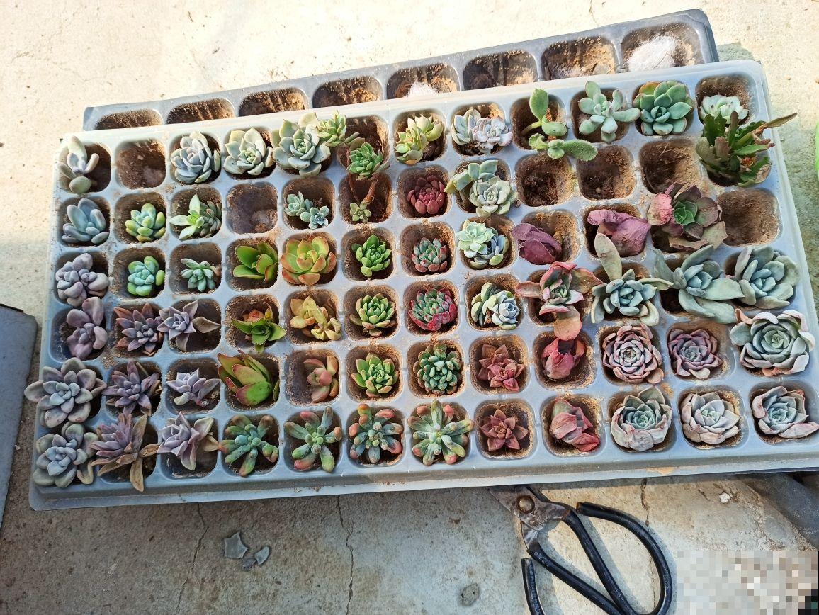 养花必备5件“家伙事儿”，个头小却实在好用，你家有几个？